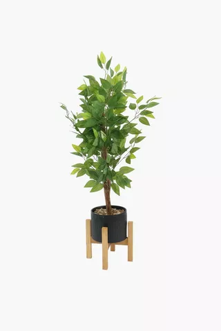 Standing Pot Ficus, 28x92cm