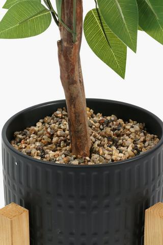 Standing Pot Ficus, 28x92cm