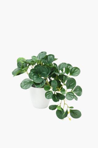 Rib Potted Trailing Ivy, 16x28cm
