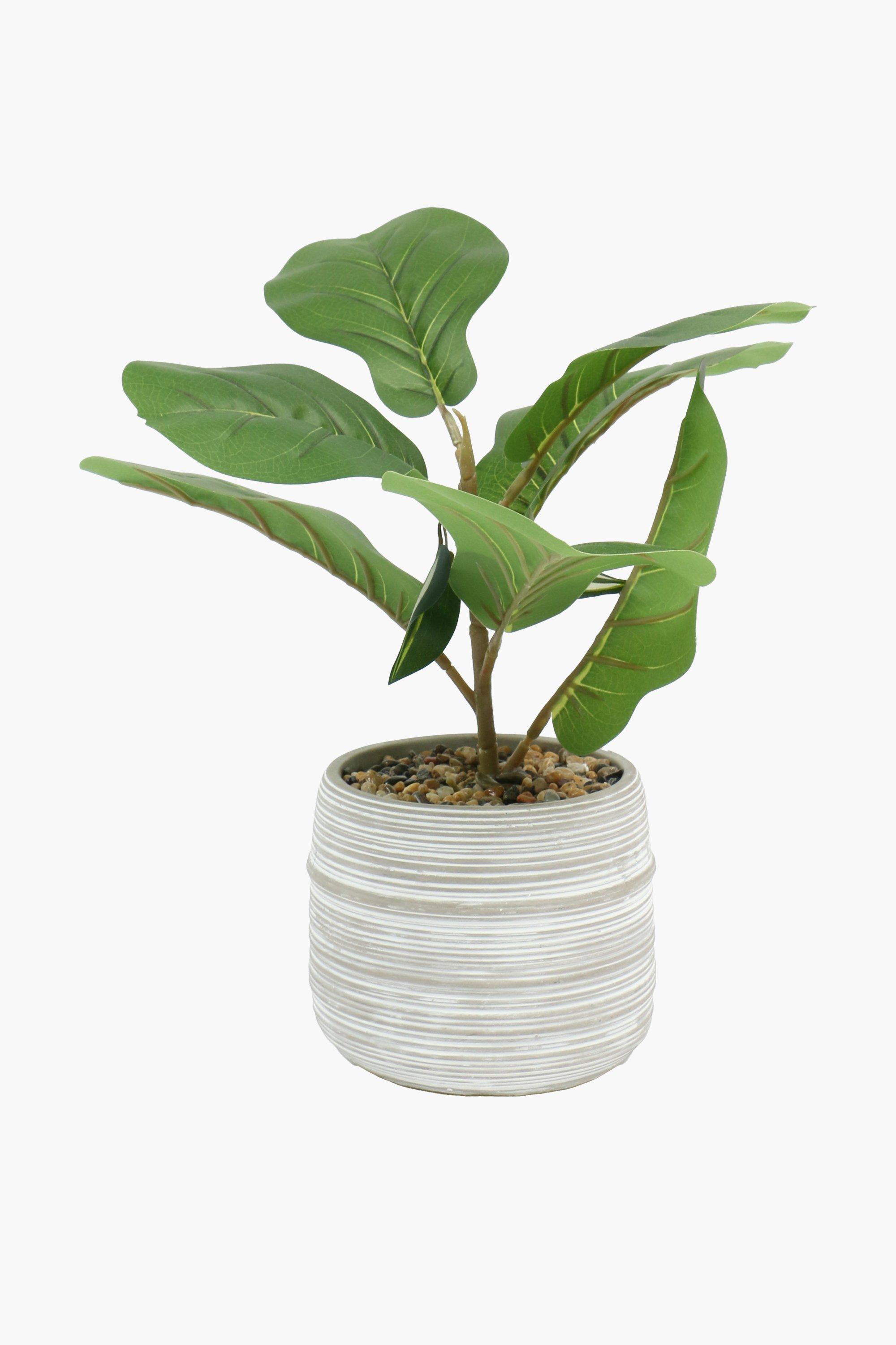 Scratch Pot Fiddle Plant, 15x35cm