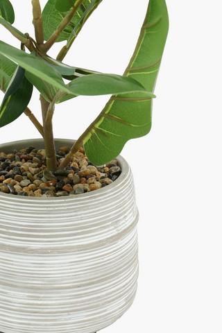 Scratch Pot Fiddle Plant, 15x35cm