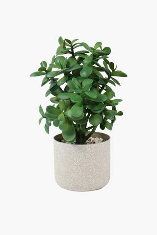 Matte Potted Spekboom, 38cm