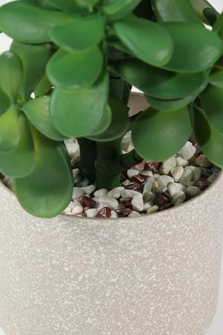 Matte Potted Spekboom, 38cm