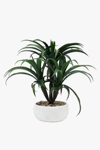 Spineless Yucca Plant, 21x51cm
