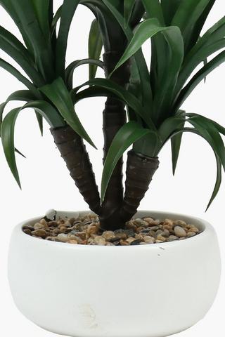 Spineless Yucca Plant, 21x51cm