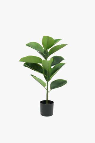 Rubber Tree Plant, 75cm