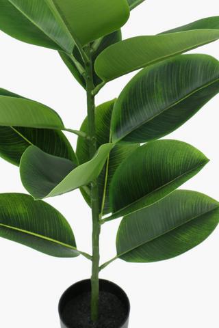 Rubber Tree Plant, 75cm
