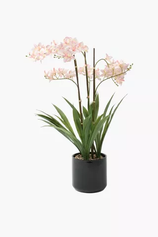 Potted Wild Orchid, 14x60cm