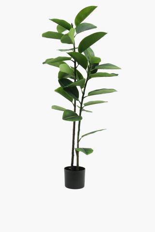 Rubber Tree Plant, 125cm