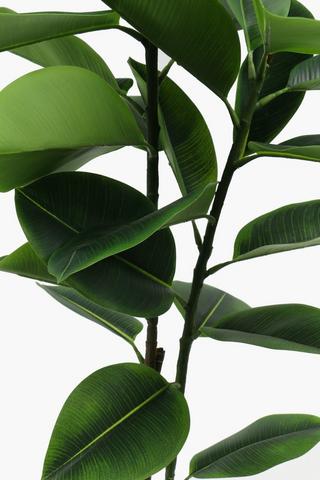 Rubber Tree Plant, 125cm