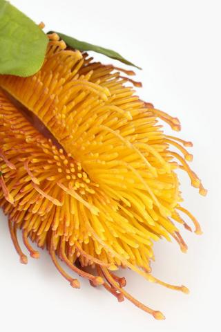 Banksia Single Stem, 64cm