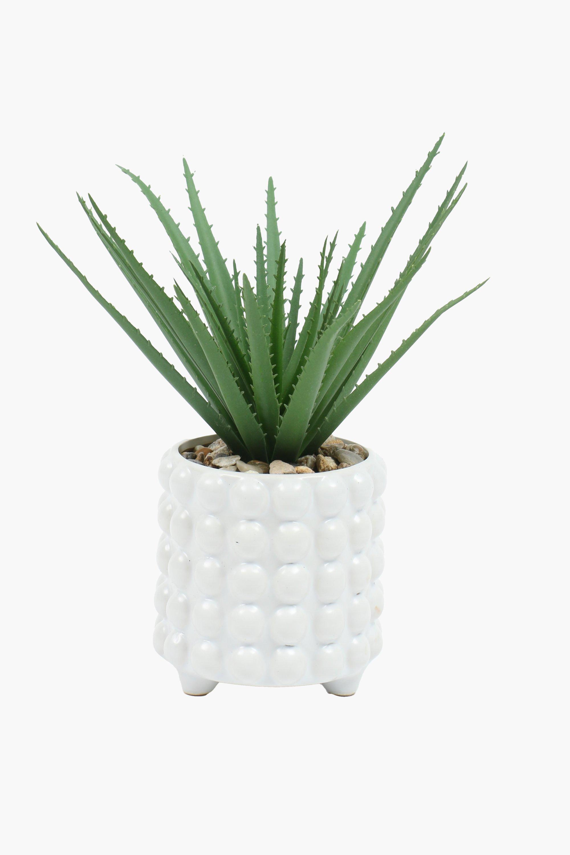 Bobble Pot Spike Plant, 25x25cm