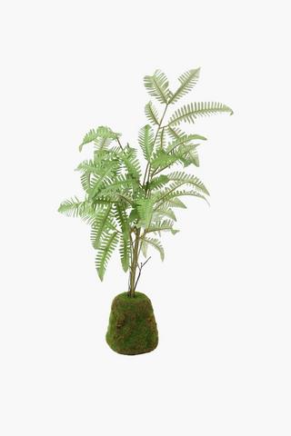 Kokodama Fern, 55cm