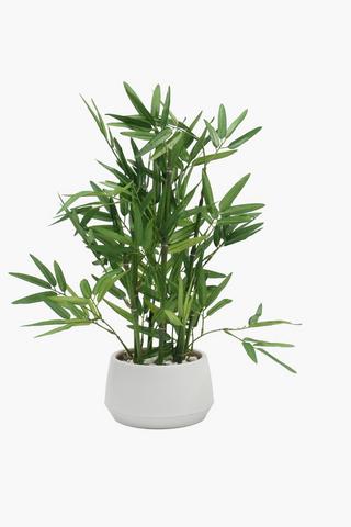 Potted Bamboo, 17x43cm