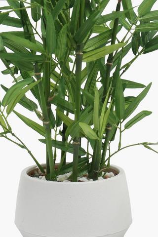 Potted Bamboo, 17x43cm