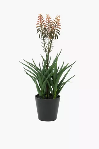 Aloe Bloom Plant, 52cm