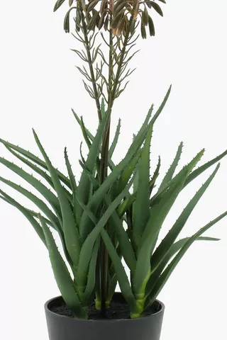 Aloe Bloom Plant, 52cm