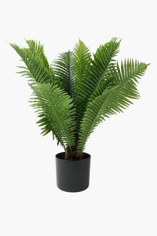 Evergreen Fern, 70x80cm