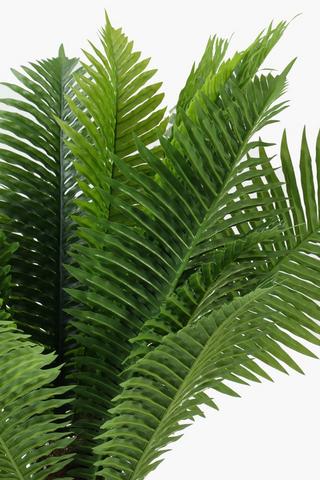 Evergreen Fern, 70x80cm