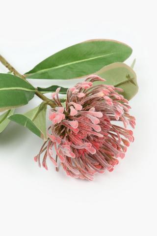 Pincushion Single Stem, 46cm