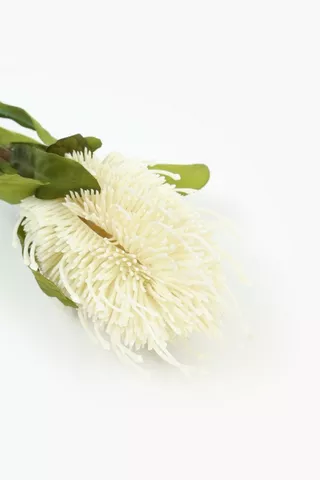 Banksia Single Stem, 64cm