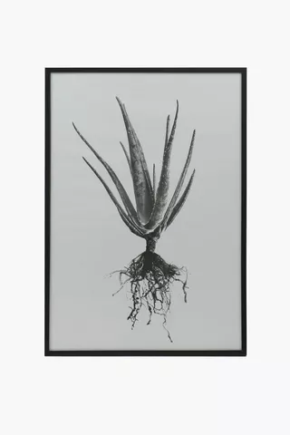 Framed Mono Aloe, 60x90cm
