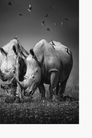 Rhino Bird Mono Canvas, 40x60cm