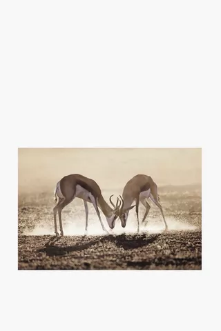 Sepia Bucks Canvas, 40x60cm