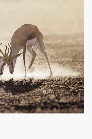 Sepia Bucks Canvas, 40x60cm