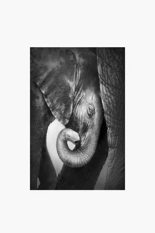 Elephant Calf Canvas, 60x90cm