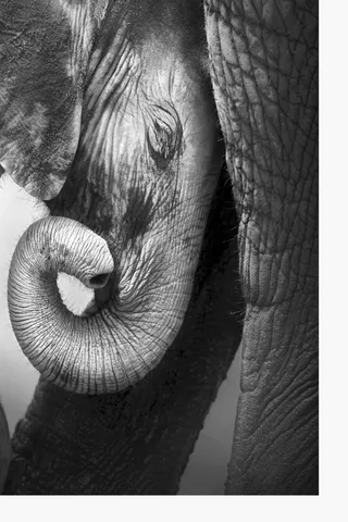 Elephant Calf Canvas, 60x90cm