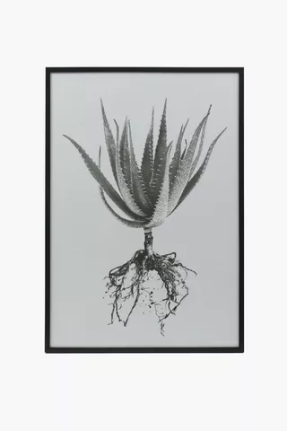 Framed Aloe Vera, 60x90cm