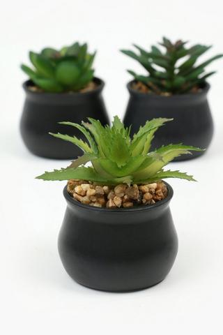 Assorted Mini Agaves, 5x7cm