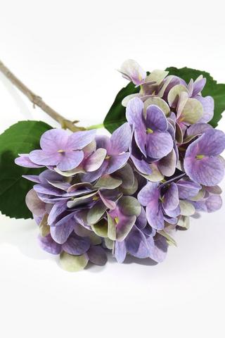 Hydrangea Single Stem, 45cm