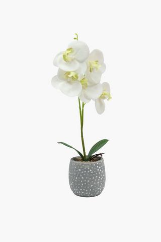 Dimple Potted Orchid, 7x28cm