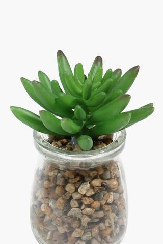 Glass Jar Agave, Single