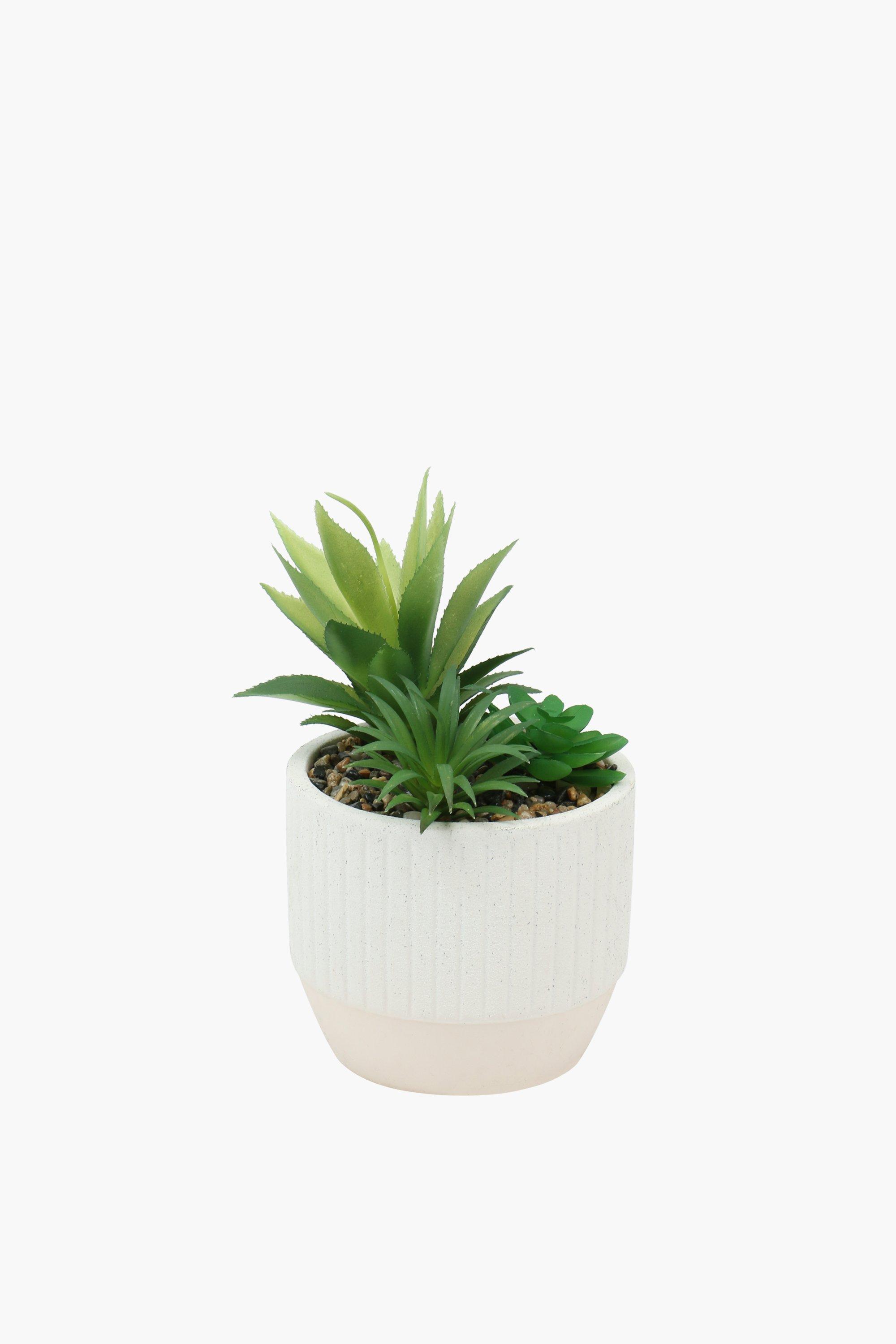 Ribbed Pot Multi-agave