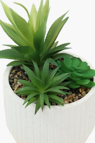 Ribbed Pot Multi-agave