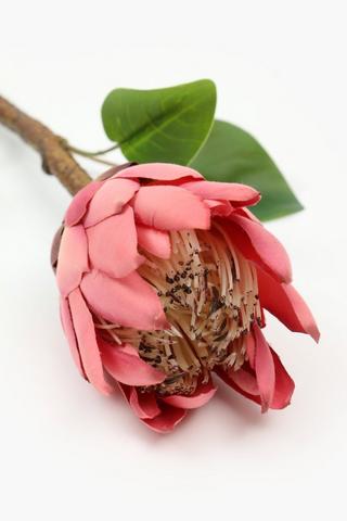 Lady Protea Single Stem, 68cm