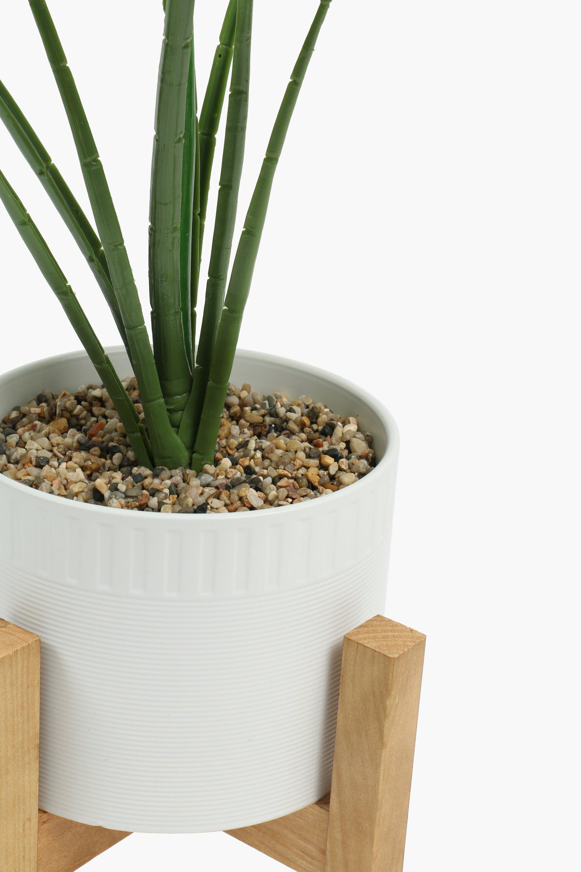 Standing Potted Rim Leaf, 77cm