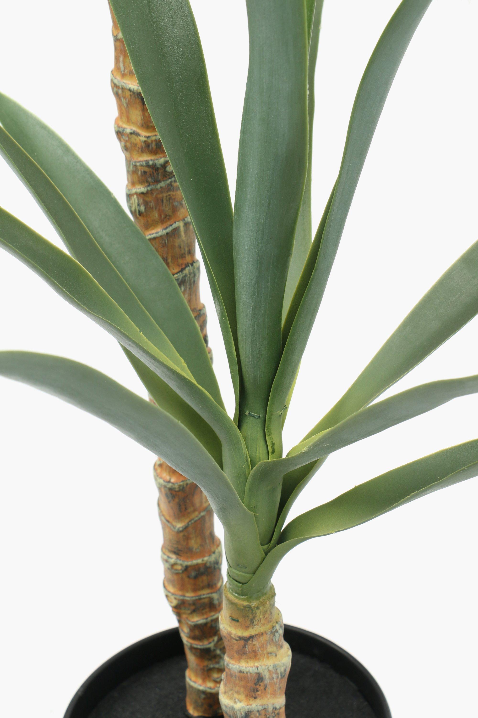 Twin Yucca Tree, 108cm