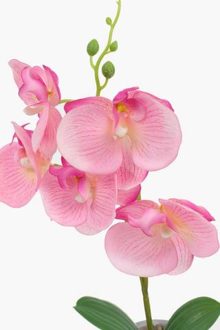 Dimple Potted Blush Orchid, 28cm