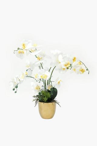 Luxe Potted Orchid