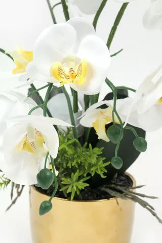 Luxe Potted Orchid