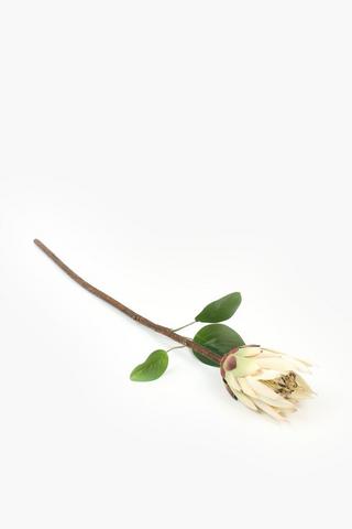 Lady Protea Single Stem, 68cm