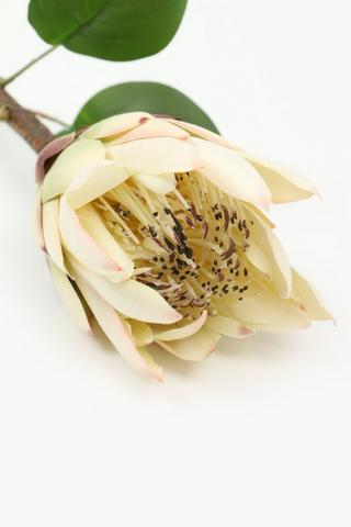 Lady Protea Single Stem, 68cm