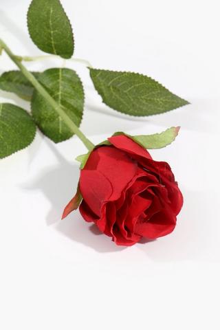 Rose Single Stem, 60cm