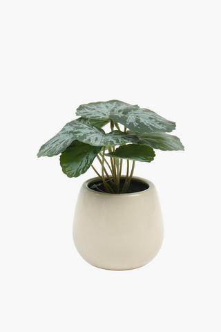 Crackle Pot Begonia, 10x18cm
