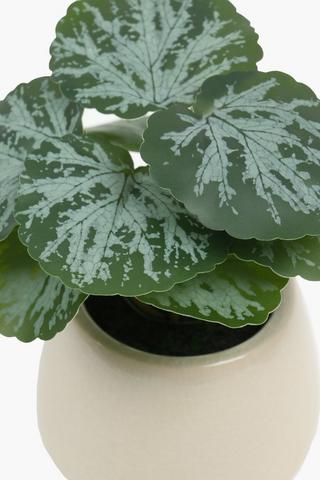 Crackle Pot Begonia, 10x18cm