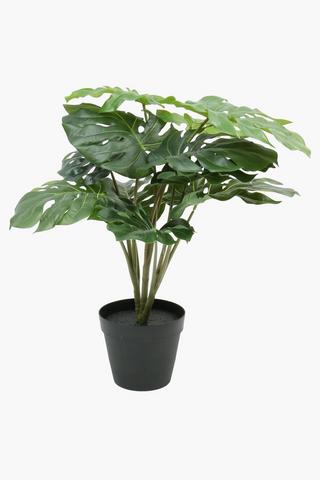 Potted Monstera Plant, 58cm